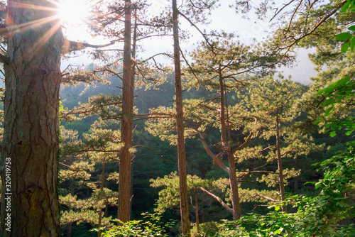 Sun rays in a pine forest in the mountains of Crimea.