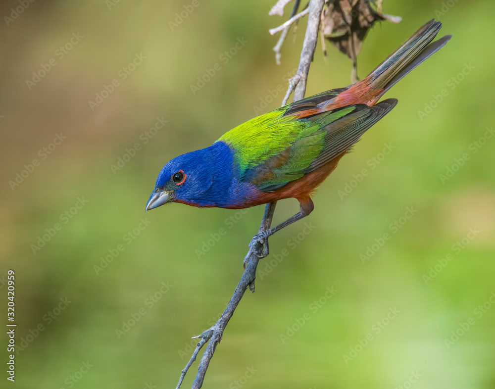 Male Painted Bunting Male Painted Bunting