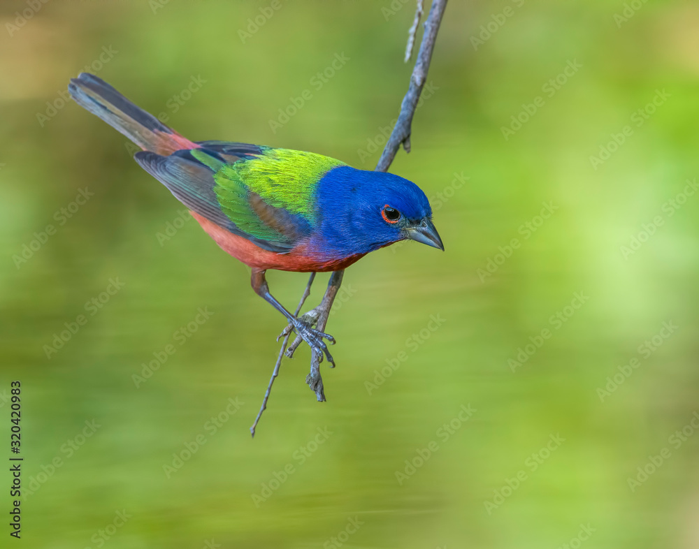 Obraz premium Male Painted Bunting