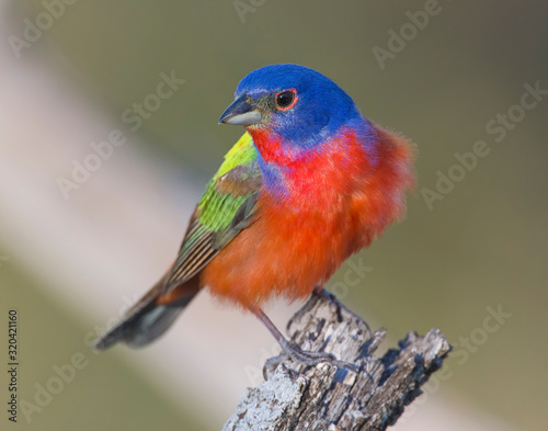 Male Painted Bunting