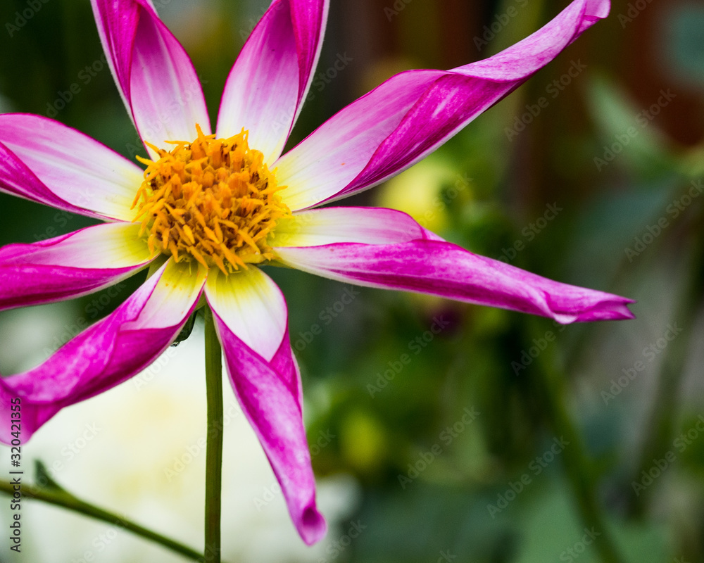 Purple star flower photography Purple star flower photography
