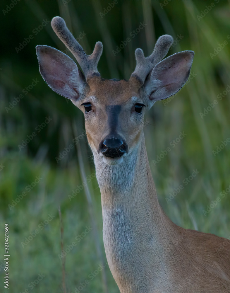 White-tailed Deer with growing Antlers in velvet White-tailed Deer with growing Antlers in velvet