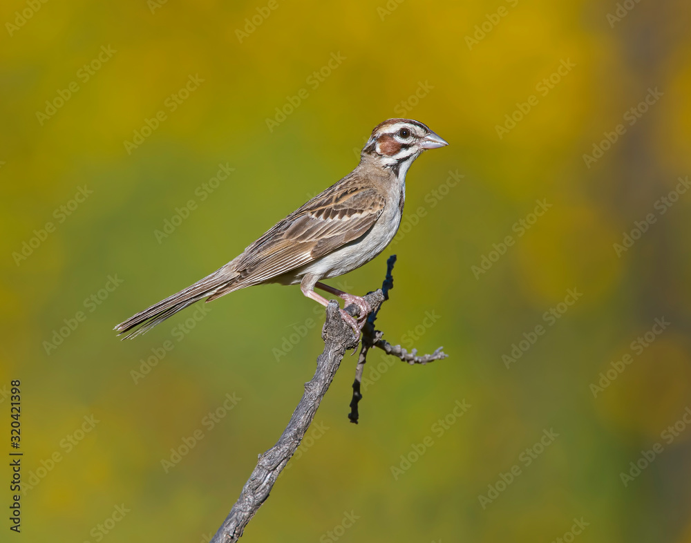 Fototapeta premium Lark Sparrow on a perch