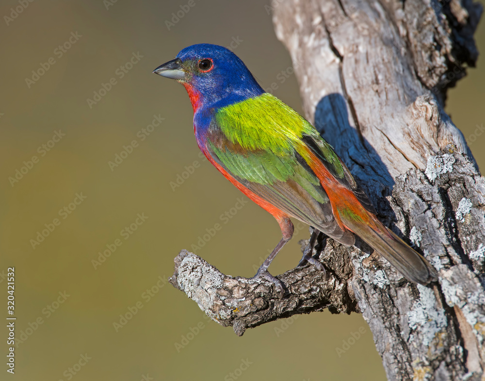 Obraz premium Male Painted Bunting