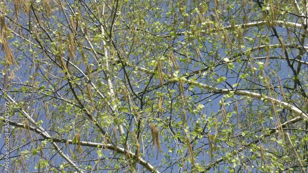 Blooming trees birch in spring in daylight in city Blooming trees birch in spring in daylight in city