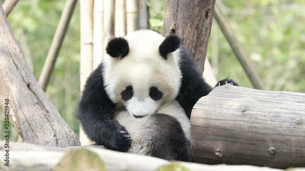 Clsoe up Baby Panda is Licking his fur , Panda Paradise, china Clsoe up Baby Panda is Licking his fur , Panda Paradise, china