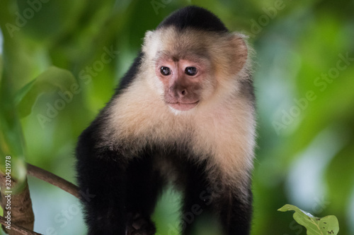 Capuchin monkey (Cebus) Costa Rica