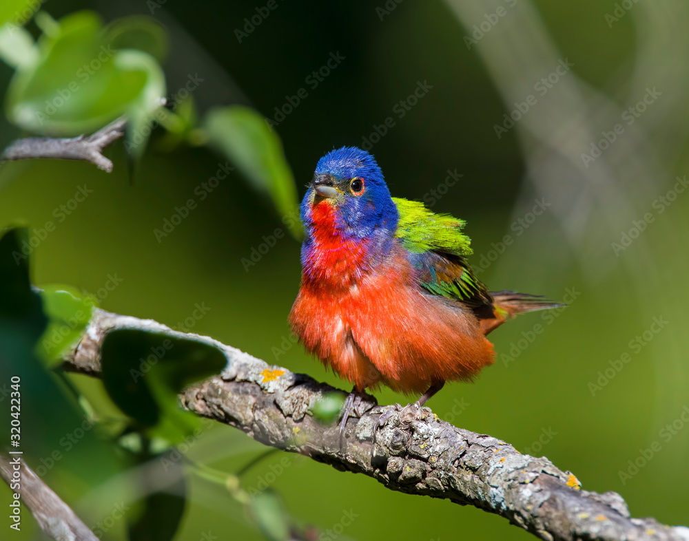 Male Painted Bunting Male Painted Bunting