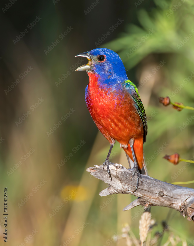 Fototapeta premium Male Painted Bunting