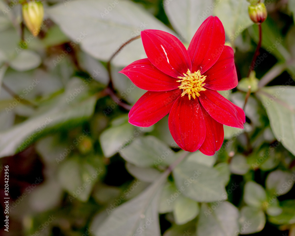 Fototapeta premium Dark red flower and yellow interior