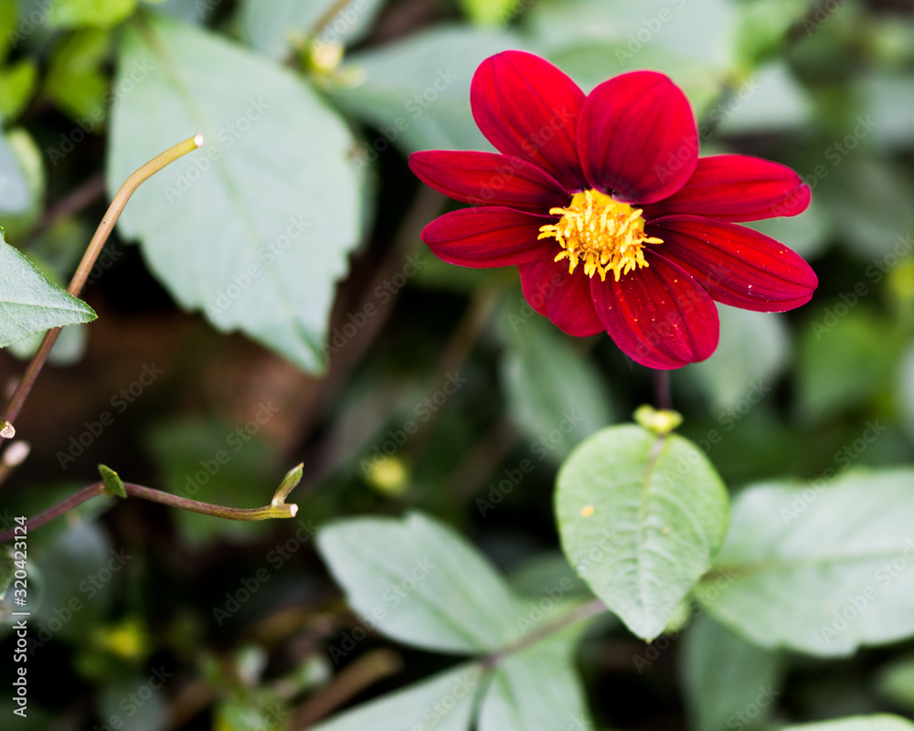 Obraz premium Dark red flower and yellow interior