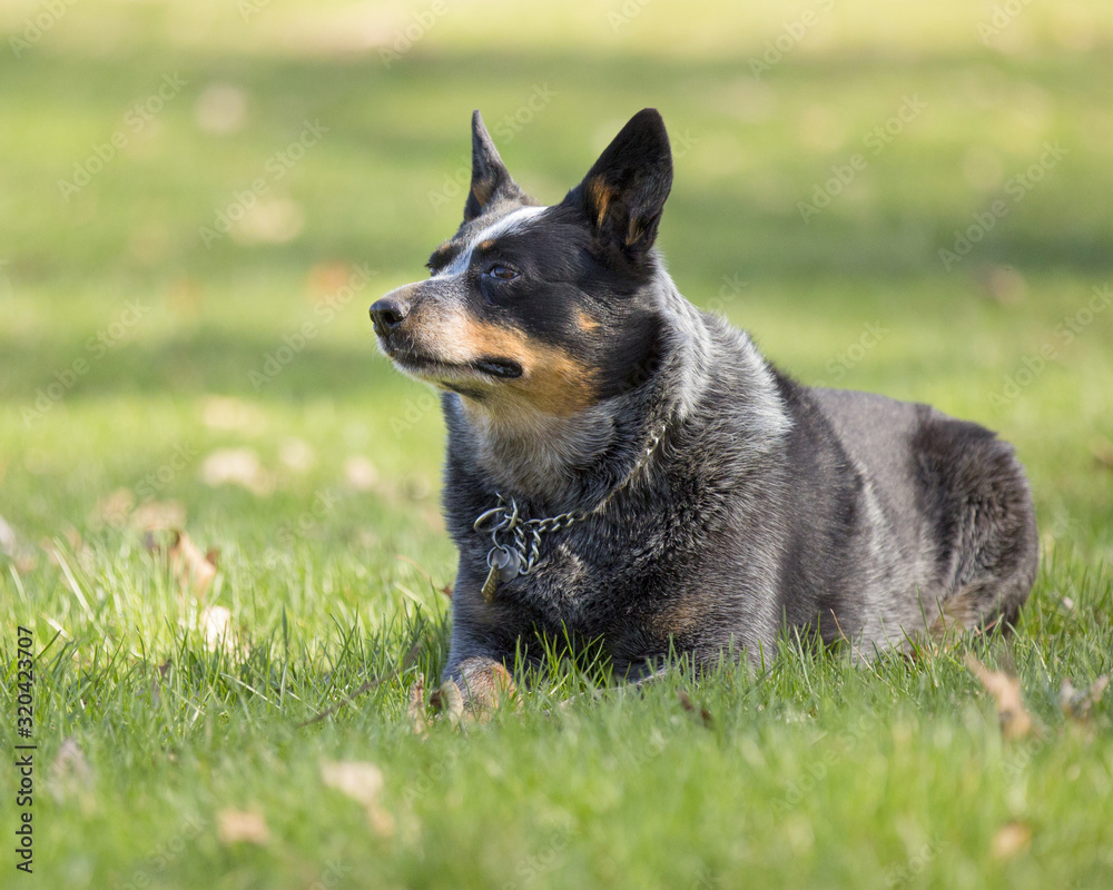 blue heeler cattle dog in grass with leaves 