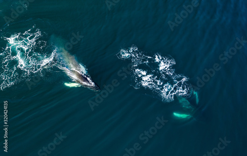 Vászonkép Aerial view of huge humpback whales, Iceland, Europe.