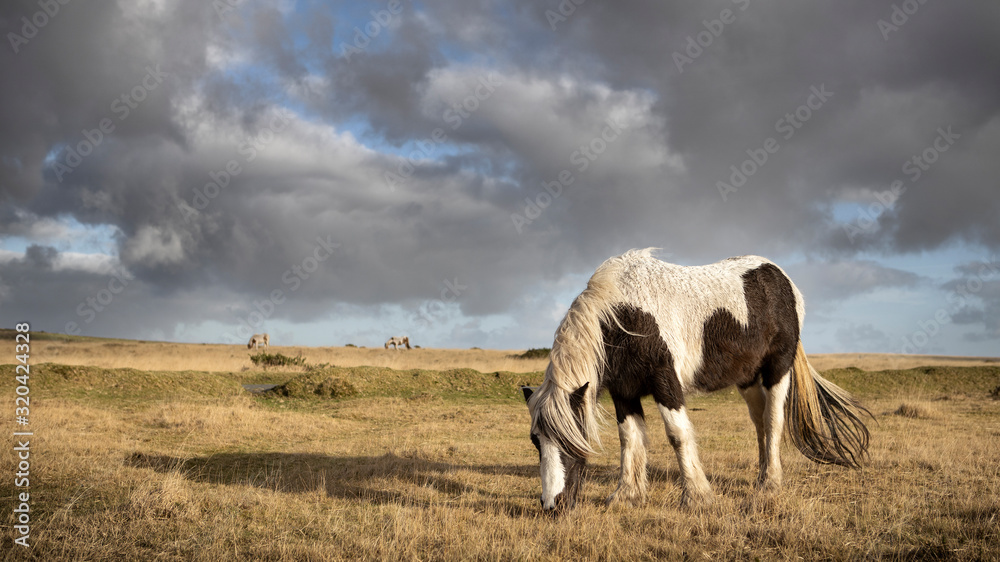 Obraz premium A wild pony grazes on Bodmin Moor, Cornwall