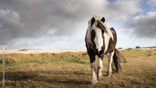Canvas Print A wild pony grazes on Bodmin Moor, Cornwall