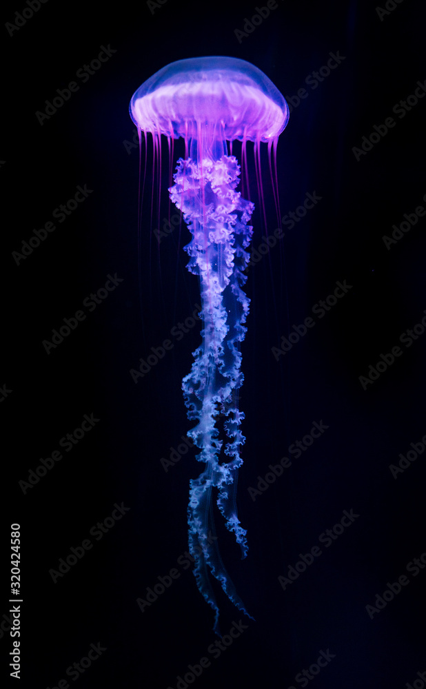The Purple-striped Jellyfish (Chrysaora colorata) isolated on black background - obrazy, fototapety, plakaty 