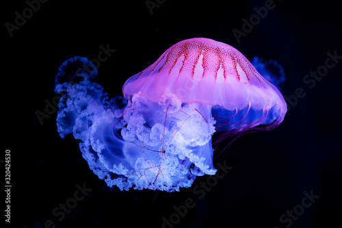 The Purple-striped Jellyfish (Chrysaora colorata) isolated on black background photo