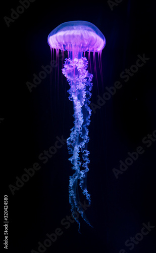 Obraz na płótnie The Purple-striped Jellyfish (Chrysaora colorata) isolated on black background