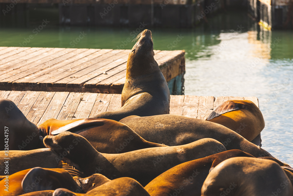 Fototapeta premium Sea lions in Pier 39, San Francisco, state of California, United States.