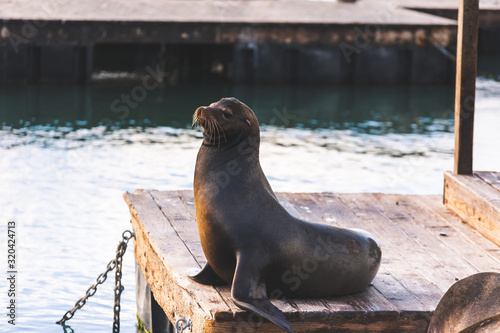 Sea lions in Pier 39, San Francisco, state of California, United States.