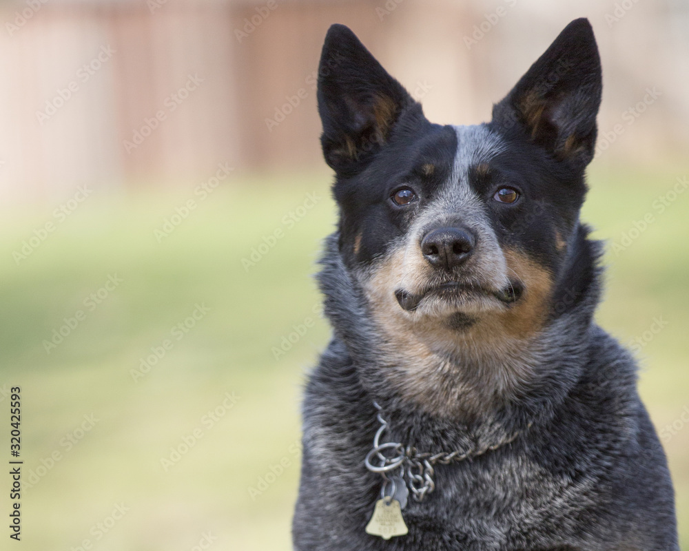 austrailian cattle dog blue heeler wearing collar making eye contact