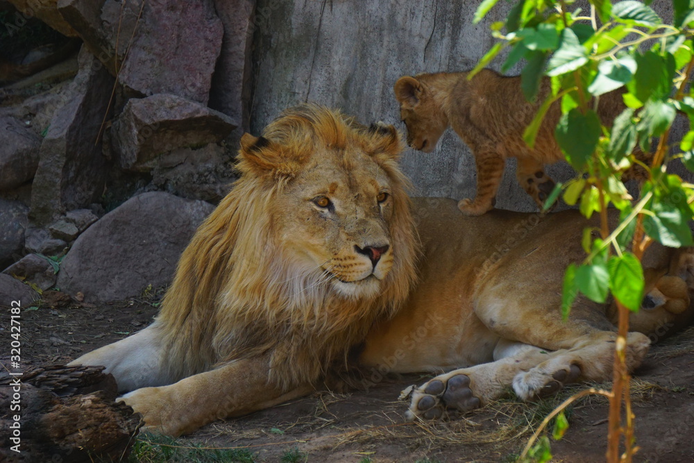 Great beautiful lion in the Sahara desert Great beautiful lion in the Sahara desert