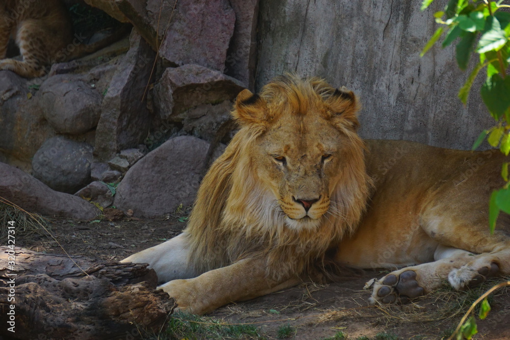 Great beautiful lion in the Sahara desert Great beautiful lion in the Sahara desert