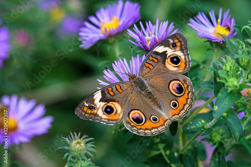 Canvas Print Junonia coenia, known as the common buckeye or buckeye on New England Aster