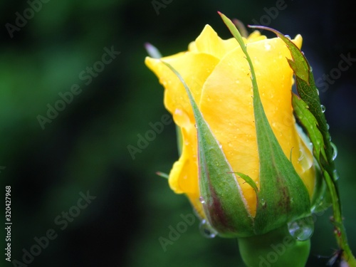 yellow rose on dark background