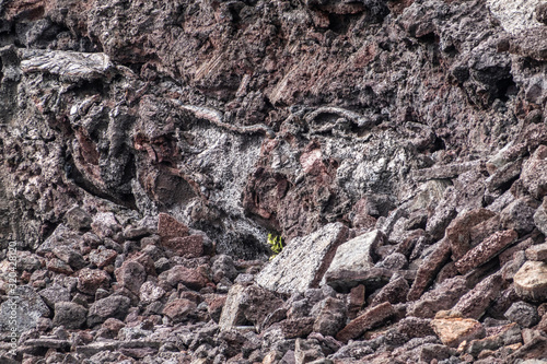 Leilani Estate  Hawaii  USA. - January 14  2020  2018 Kilauea volcano eruption hardened black lava field. Closeup of new green small plant on brown and reddish rocks.