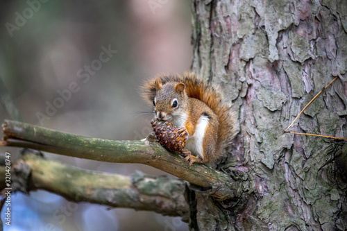 squirrel on a tree © serge