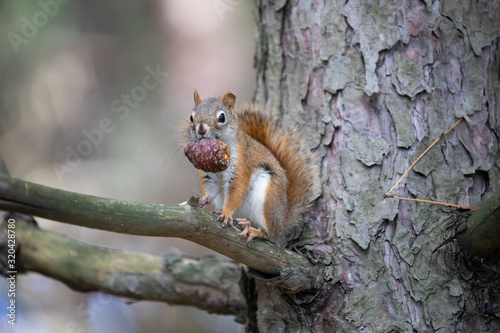 squirrel on a tree © serge