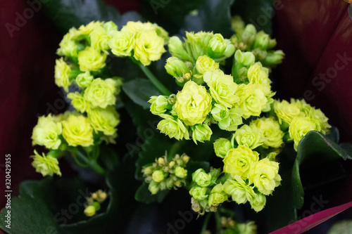 Kalanchoe Blossfeld, a flowering Kalanchoe plant with numerous light yellow flowers against a background of green leaves. photo