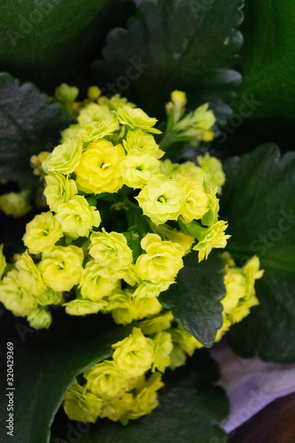 Kalanchoe Blossfeld, a flowering Kalanchoe plant with numerous light yellow flowers against a background of green leaves.