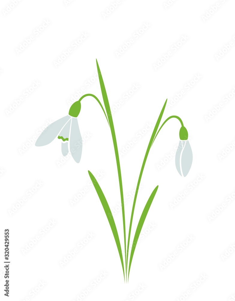 snowdrops, galanthus flower. spring flower design element snowdrops, galanthus flower. spring flower design element
