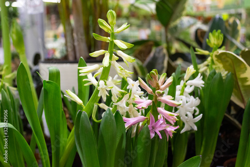 Blooming white and pink hyacinths are sold in a flower shop.