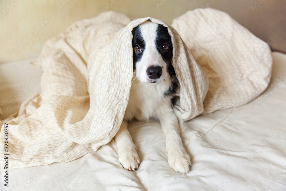 Obraz premium Portrait of cute smilling puppy dog border collie lay on pillow blanket in bed. Do not disturb me let me sleep. Little dog at home lying and sleeping. Pet care and funny pets animals life concept.