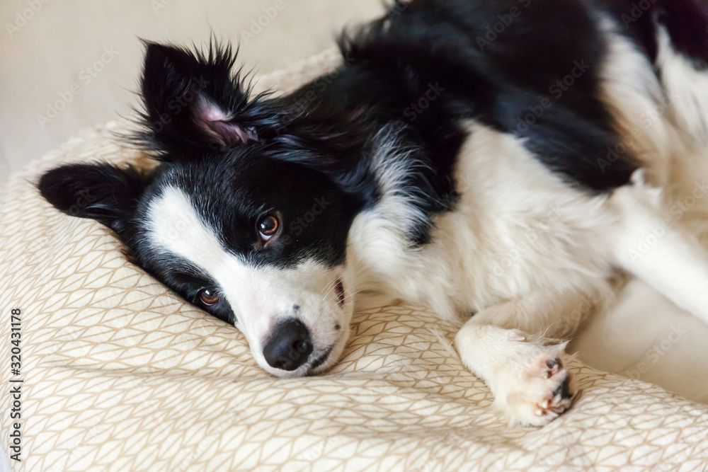 Portrait of cute smilling puppy dog border collie lay on pillow blanket in bed. Do not disturb me let me sleep. Little dog at home lying and sleeping. Pet care and funny pets animals life concept.