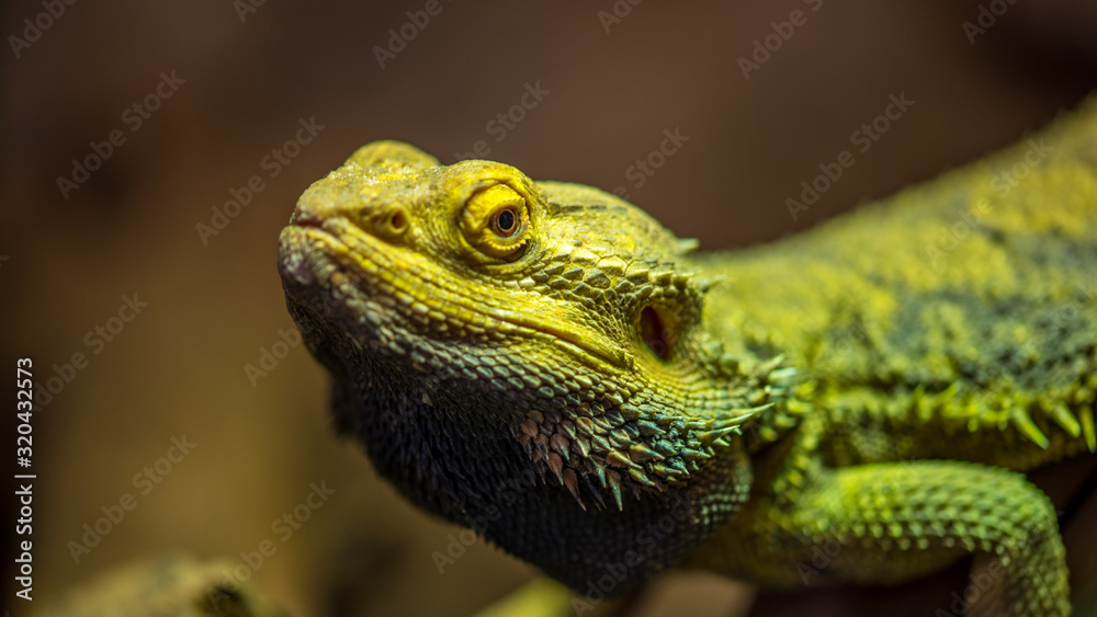Fototapeta premium Reptil