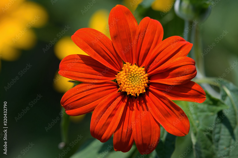Tithonia in the garden on a sunny day. It is a genus of flowering plant in the sunflower tribe within the Asteraceae family. It attracts a large range of butterflies and bees and is a good pollinator. Tithonia in the garden on a sunny day. It is a genus of flowering plant in the sunflower tribe within the Asteraceae family. It attracts a large range of butterflies and bees and is a good pollinator.