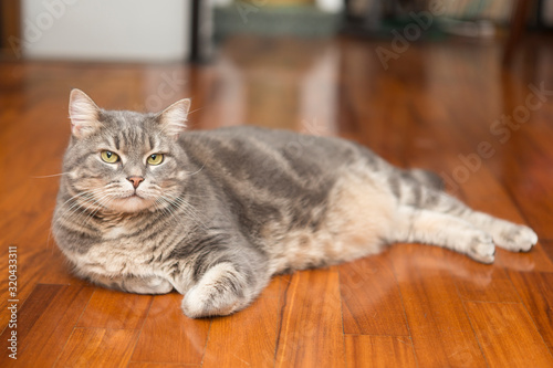 Portrait of a beautiful gray cat, standing on a wooden parquet floor inside a domestic abitation. photo