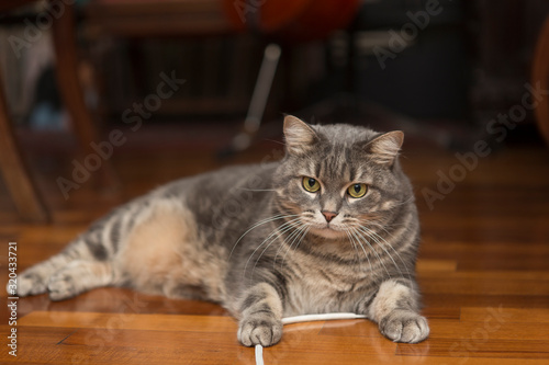 Portrait of a beautiful gray cat, standing on a wooden parquet floor inside a domestic abitation. photo