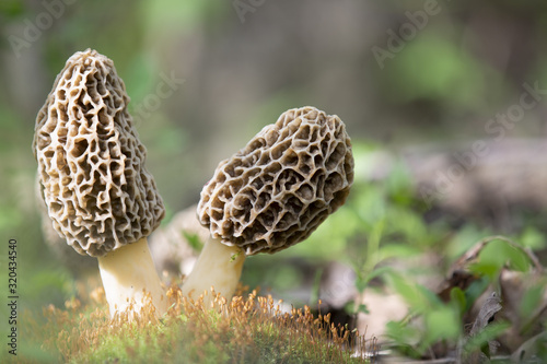 Canvas-taulu Huge morel mushrooms growing in michigan forest with moss