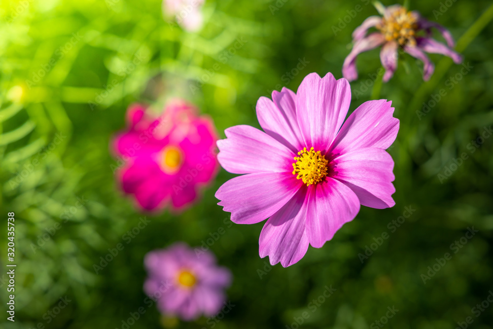 Beautiful Cosmos flowers in garden. Nature background. Beautiful Cosmos flowers in garden. Nature background.