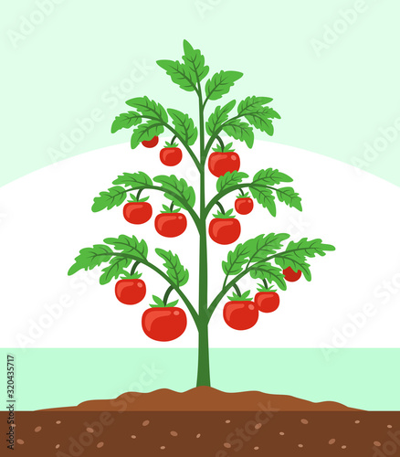 Tomato plant vector illustration