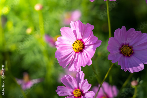  Beautiful Cosmos flowers in garden. Nature background.