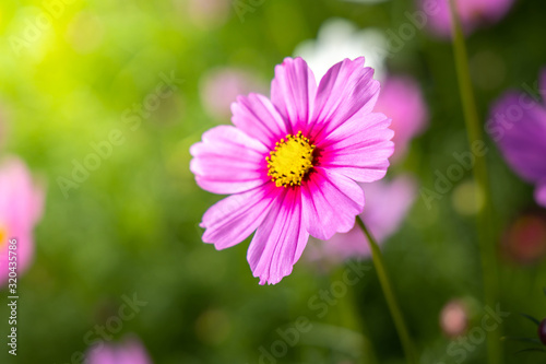  Beautiful Cosmos flowers in garden. Nature background.