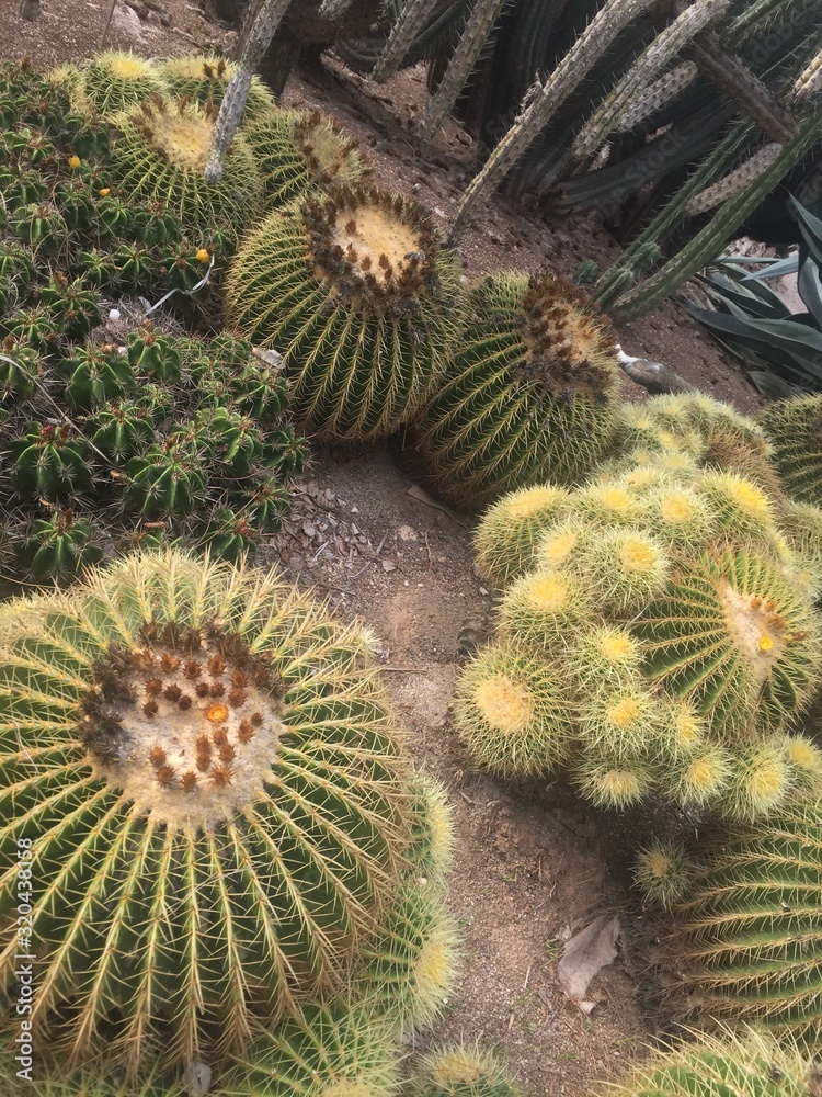 Tenerife, Canarie Isolands - January 2019 Tenerife, Canarie Isolands - January 2019