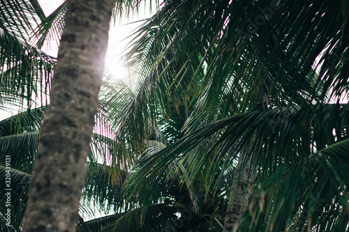 palm trees in front of buildings