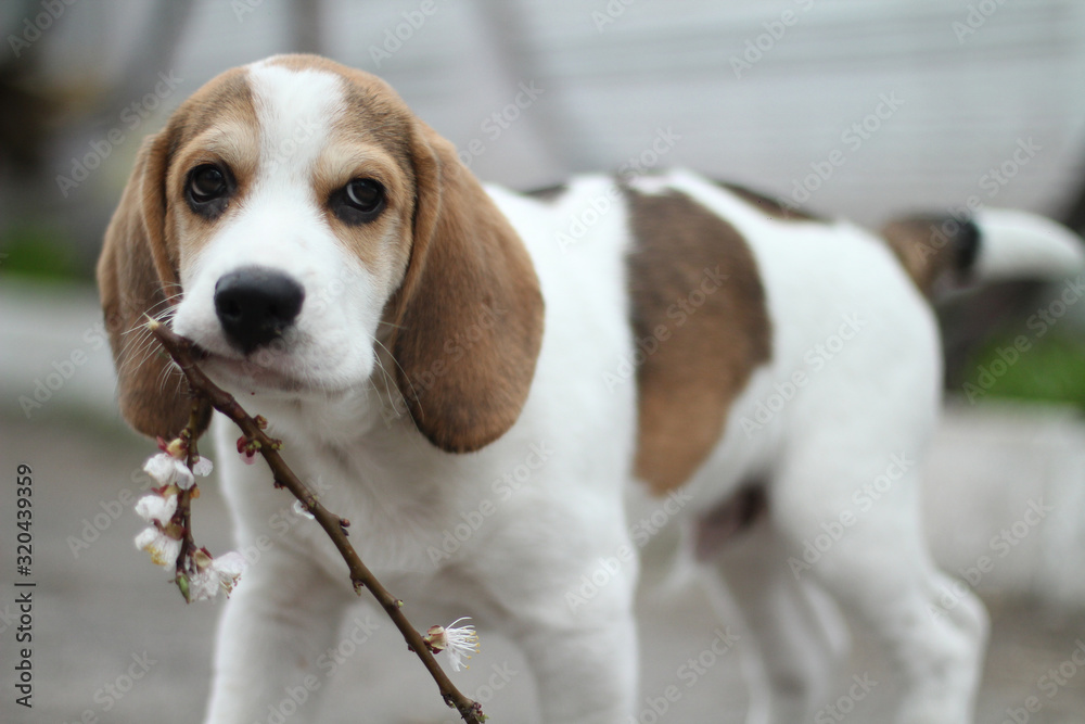 A young dog carries a branch with flowers.